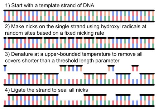 File:Riedel-research-stochastic-computation-on-dna-strands-through-hydroxyl-nicking-9de38a63.jpg